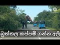 බුත්තල කතරගම පාරෙ අලි කලබල 🐘🐘🐘🐘 Wild elephant waiting for food 🚘🚦#elephant #animal #nature #srilanka