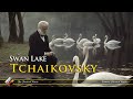 Tchaikovsky: Swan Lake (1 hour NO ADS) - Swan Theme | Most Famous Classical Pieces & AI Art | 432hz