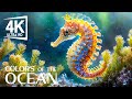 [NEW] 3H Stunning 4K Underwater Footage - Rare & Colorful Sea Life Video - Relaxing Sleep Music #4
