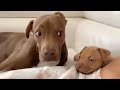 Dog Doing Funny Things -  Best of Funny Dogs in March