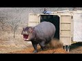 Watch These Animals Being Freed For The First Time | Emotional Moments !
