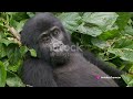 Gorillas Uncovered: A Journey into the Wild