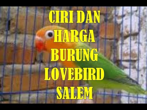 Download Ciri Ciri Dan Harga Burung Lovebird Salem Terbaru 2018 free