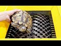 Turtle  VS  Shredder ! Test the hardness of the turtle shell. It lets people release the pressure !