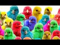 cute animals around us, chicks, colorful chickens, ducklings, rabbits, guinea pigs, hamsters cute