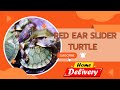 Red ear slider Turtle available & Care