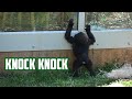 #Gorillastory: Look who's knocking on the window?