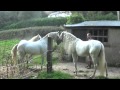 Jonathan Marshalls horses meeting each other for the first time