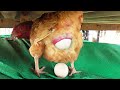 Hen Leying an Egg Video from Chicken Murgi se Anda / FishCutting