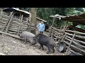 Bring the boar back to the farm. Help mother pick fruit to sell. Green forest life