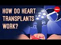 How does heart transplant surgery work? - Roni Shanoada