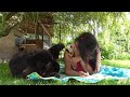 Everywhere is good, but in the shade it is better/Newfoundland dogs