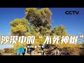 《地理·中国》 20240427 瀚海奇湖 5|CCTV科教