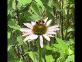 Zen Garden - Just More Vibin’ With Pollinator Friends