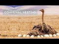 How Ostriches Evolved to Lay Eggs in a Joint Nest