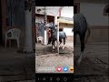dancing horse cruelty