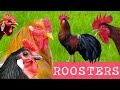 DIVERSITY OF CHICKENS:  65 different breeds of chickens - Comparison with crowing roosters examples