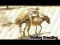 Saddle-Free Wonders: The Graceful Life of Donkeys"Explore the captivating simplicity of desert vil