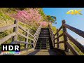 4K HDR // Morning Beach & Sakura Walk - Kawazu, Japan