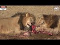 Lions Have Gnu For Breakfast | Maasai Mara Safari | Zebra Plains
