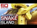 The deadliest place on earth: Snake Island | 60 Minutes Australia