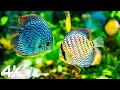 Ocean 4K - Sea Animals for Relaxation, Beautiful Coral Reef Fish in Aquarium, 4K Video Ultra HD #4
