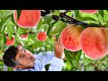 World's Most Expensive Peaches - Japan Agriculture Technology - Peaches Cultivation Technique