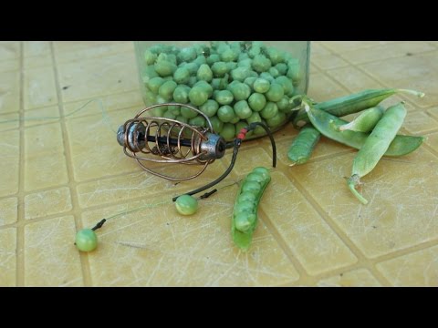 на кукурузу что клюет на кукурузу что клюет