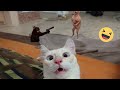 Funniest Cats And Dogs Videos 😁 - Best Funny Animal Videos 2024 🥰#13