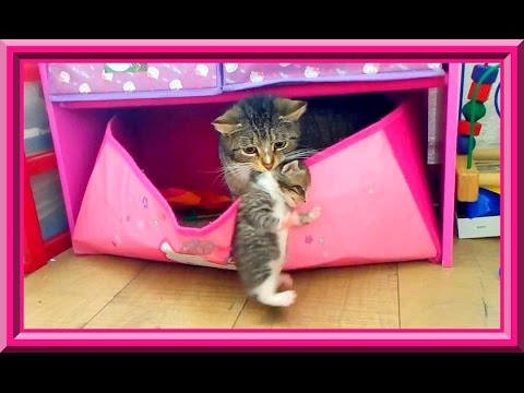 Как сделать своих кошек красивыми Как сделать своих кошек красивыми