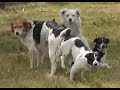 Festiwal wolnych psów / psie gody - videorelacja / Free dogs festival / dog mating – videorelation