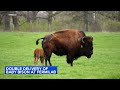 Batavia Fermilab delivers 2 baby bison | See herd on live bison cam