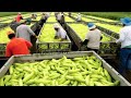 US Farmers Harvest Billions Of Pounds Of Fruits And Vegetables In 2023