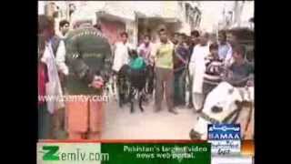Eid ul Adha Goat Shopping