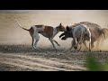 Wild Boar Hunting vs Hound Dogs - Soor ka Shikar Sindh - How Do Dogs Hunting? Documentary - Hog Dogs