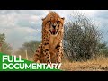 Maasai Mara - The Big Hunt | Free Documentary Nature