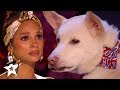 Judges Cry Over Emotional Dog Magic Act on Britain's Got Talent 2020 | Magician's Got Talent