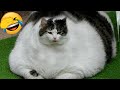 Funniest Animals 2023 😆 New Funny Cats and Dogs 😻🐶 Part 18