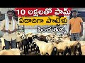 ఏడాదిగా గొర్రె పొట్టేళ్లు పెంచుతున్న | Sheep Farming