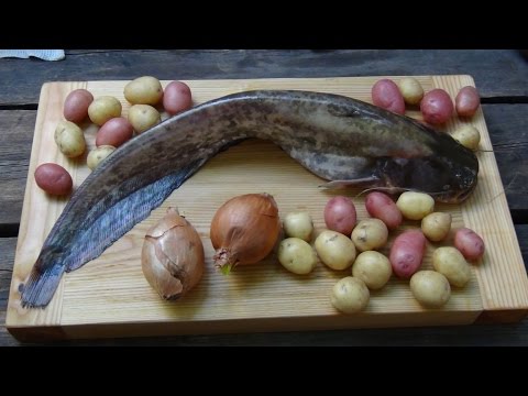 квок для ловли сома на кубани квок для ловли сома на кубани