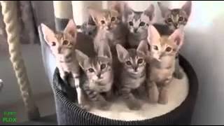 Download Mp4 And Mp3 Songs Gatti Pazzi Video Divertenti 1 Censusal