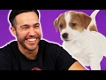 Download Fall Out Boy Plays With Puppies (While Answering Fan Questions) mp4 3gp mp3 videos - waplic