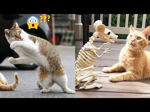 Funniest Animals Best Of The 2021 Funny Animal Videos 39