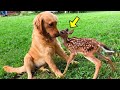 Dog Adopts Orphan Fawn, Then Years Later She Does Something Incredible!