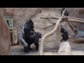 ZOO Prague - Gorillas - Kamba and Richard - they celebrate her birthday (45)