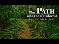 A relaxing soundtrack to feel like hiking a rainforest. Stress relief. Meditation. Uplifting sound