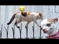 Try Not To Laugh Challenge😛Funny and Cute CAT Videos Compilation 2024😽🐶Part 16