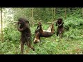 Primitive life - Forest People - Animal trapping skills of forest people