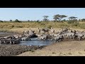 Serengeti, Safari 2023