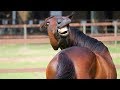 Download 🦁 Funniest Animals 🐼 - Try Not To Laugh 🤣 - Funny Domestic And Wild Animals' Life mp4 3gp mp3 videos - waplic